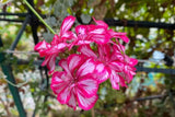Precision Burgundy Ice Ivy Leaf Geranium Seeds, 25 Flower Seeds, Trailing Blooms, Full Sun, Container & Hanging Baskets
