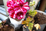 Precision Burgundy Ice Ivy Leaf Geranium Seeds, 25 Flower Seeds, Trailing Blooms, Full Sun, Container & Hanging Baskets