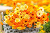 Pacific Beauty Mix Calendula Seeds | Non-GMO | Orange, Yellow, Cream Blooms | Edible Flowers |