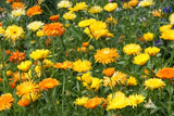 Pacific Beauty Mix Calendula Seeds | Non-GMO | Orange, Yellow, Cream Blooms | Edible Flowers |