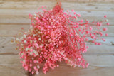 Pink Baby's Breath Seeds | Non-GMO | Light Pink Blooms | Cut & Dried Flowers |