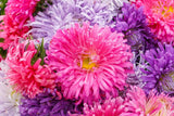 Giants of California Aster Seeds | Non-GMO | Pink, Purple, White Blooms | Cut Flowers |