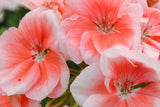Patriot Salmon Geranium Seeds - 25+ Seeds - Vibrant Coral Blooms - USA Grown -  - Container & Garden Flowers