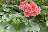 Patriot Salmon Geranium Seeds - 25+ Seeds - Vibrant Coral Blooms - USA Grown -  - Container & Garden Flowers