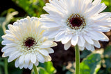 White Gerbera Daisy Seeds - 200+ Seeds - USA Grown - Large Blooms - Pollinator Friendly -  - Garden or Container Planting