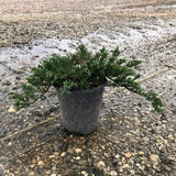 Blue Rug Juniper