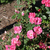 Pink Knock Out® Rose