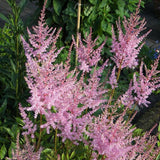 Hennie Graafland Star Astilbe