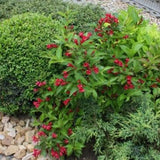 Maroon Swoon® Weigela