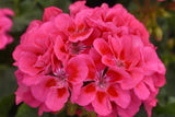 25+ Presto Pink Geranium Seeds – Vibrant Blooming Flowers – Easy to Grow – USA Grown –