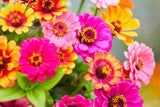 Carrousel Mixed Zinnia Seeds – 100+ Heirloom Flower Seeds, , Double Blooms, Pollinator & Cut Flower Garden, USA Grown