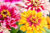 Carrousel Mixed Zinnia Seeds – 100+ Heirloom Flower Seeds, , Double Blooms, Pollinator & Cut Flower Garden, USA Grown