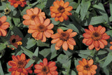 Profusion Apricot Zinnia Seeds – 100 Heirloom Flower Seeds, , Drought-Tolerant, Pollinator & Cut Flower Garden