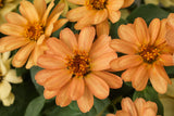 Profusion Apricot Zinnia Seeds – 100 Heirloom Flower Seeds, , Drought-Tolerant, Pollinator & Cut Flower Garden