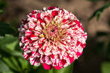 Bon Bon Mix Zinnia Seeds – 100+ Dwarf Flower Seeds, , Colorful Pom-Pom Blooms, Pollinator & Container Garden