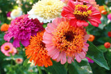 Scabiosa Flowered Zinnia Seeds – 100+ Unique Bloom Seeds, , Double Petals, Cut Flower Garden, Pollinator Favorite