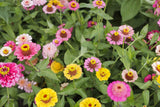 Scabiosa Flowered Zinnia Seeds – 100+ Unique Bloom Seeds, , Double Petals, Cut Flower Garden, Pollinator Favorite