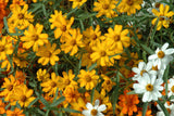 Starbright Mix Zinnia Seeds - 100+ Colorful Flower Seeds, , Pollinator Favorite, Cut Flower Garden, USA Grown