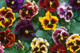 Rococo Mix Pansy Seeds – 200+ Viola Flower Seeds, , Heirloom Variety, Cool Weather Blooms, Garden & Container