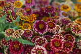 Aztec Sunset Zinnia Seeds - 100+ Heirloom Flower Seeds, USA Grown, , Pollinator Favorite, Cut Flower Garden