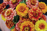 Aztec Sunset Zinnia Seeds - 100+ Heirloom Flower Seeds, USA Grown, , Pollinator Favorite, Cut Flower Garden