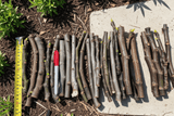 Ronde de Bordeaux Fig 2 Unrooted Hardwood Cuttings – 6–8 Inches – Ficus carica
