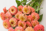 Oklahoma Salmon Zinnia Seeds – 100+ Heirloom Flower Seeds, USA Grown, , Pollinator-Friendly, Cut Flowers