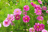 Double Click Bicolor Rose Cosmos Seeds – 200+ Heirloom Flower Seeds, USA Grown, , Attracts Pollinators