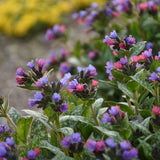 PW® Spot On Lungwort