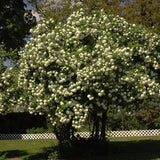 Eastern Snowball