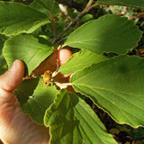 Arnold Promise Witch Hazel