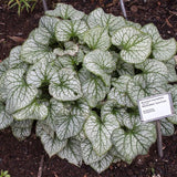 Jack Frost Siberian Bugloss