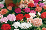 Maverick Mix Geranium Seeds, 25+ Flower Seeds, Colorful Blooms, Container & Garden Planting, Full Sun, Easy to Grow