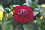Benary Giant Wine Zinnia Seeds, 100+ Flower Seeds, Deep Burgundy Blooms, Cut Flower Garden, Pollinator-Friendly, Full Sun