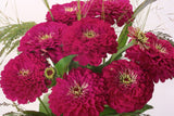 Benary Giant Wine Zinnia Seeds, 100+ Flower Seeds, Deep Burgundy Blooms, Cut Flower Garden, Pollinator-Friendly, Full Sun