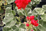 Wilhelm Langguth Geranium 25 Seeds, Zonal Flower Seeds, Vibrant Red Blooms, Full Sun, Container & Garden Planting