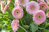 White & Pink Gerbera Daisy Seeds, 200+ Flower Seeds, Large Blooms, Pollinator-Friendly, Full Sun, Cut Flower Garden