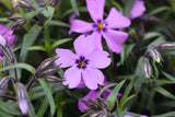 Purple Beauty Moss Phlox Seeds, 100 Non-GMO Flower Seeds, Ground Cover Perennial, Full Sun, USDA Zones 3-9, Attracts Pollinators