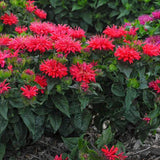 Pardon My Cerise Bee Balm