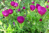 15 Callirhoe involucrata Seeds (100mg) | Purple Poppy Mallow | Hardy Native Groundcover Wildflower for Bees & Pollinators