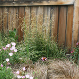 Karl Foerster's Feather Reed Grass