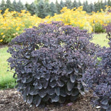Rock 'N Grow® Back In Black Stonecrop