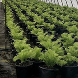 Ostrich Fern