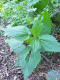 Large Wild Stinging Wood Nettle Bareroot Roots 10 Pack Laportea canadensis