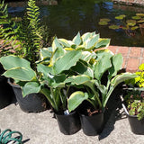 First Frost Hosta