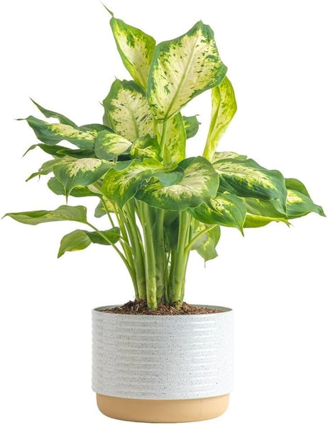 costa farms dieffenbachia care Costa Farms Dieffenbachia Live Plant Indoor, Easy Grow Light and Water – Grow It Depot