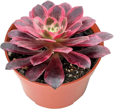 4 inch succulent plants 4-inch Succulent Aeonium 'White Wedding Dress', Live Succulents Plants – Grow It Depot
