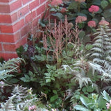 Vision in Pink Chinese Astilbe