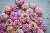 Cupcakes Pink Mix Zinnia Seeds - 100+ Flower Seeds - USA Grown -  - Double Blooms - Cut Flowers - Butterfly Garden