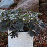Boom Chocolatta Cranesbill
